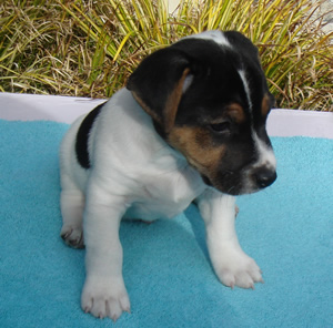 Puppy 1 Male